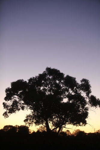 Gum tree silhouette at sunset - Australian Stock Image