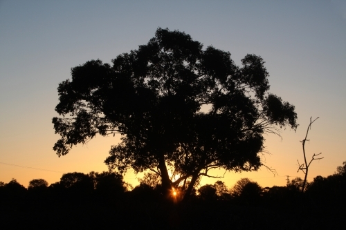 Gum tree silhouette at sunset