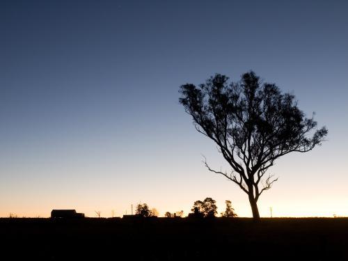 Gum tree silhouetted against low light sky - Australian Stock Image