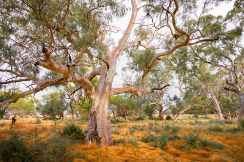 Gum Tree stands in the midst of dry grass and scattered shrubs in an Australian outback - Australian Stock Image