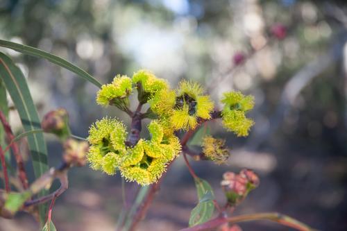 Gum Tree with yellow Blossoms