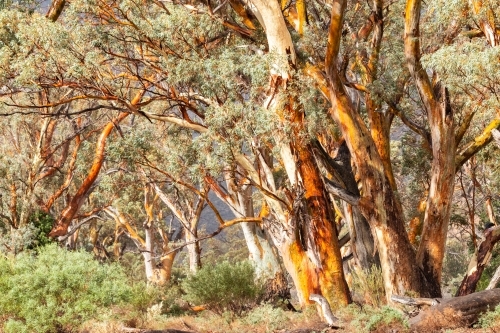 gum trees after rain - Australian Stock Image