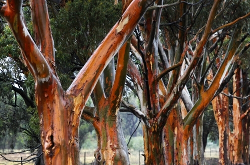 Gum trees after rain - Australian Stock Image
