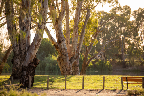 Gum trees along the Murray River - Australian Stock Image