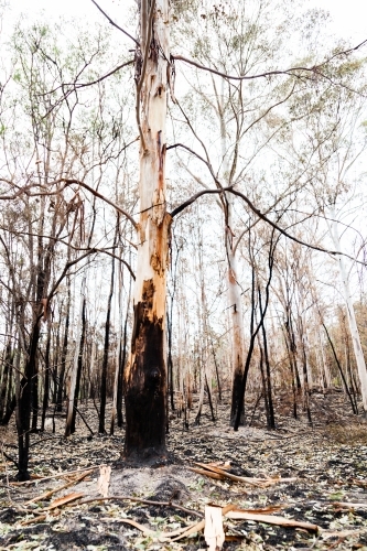 Gum trees and fallen dried leaves on fireground weeks after bushfire - Australian Stock Image