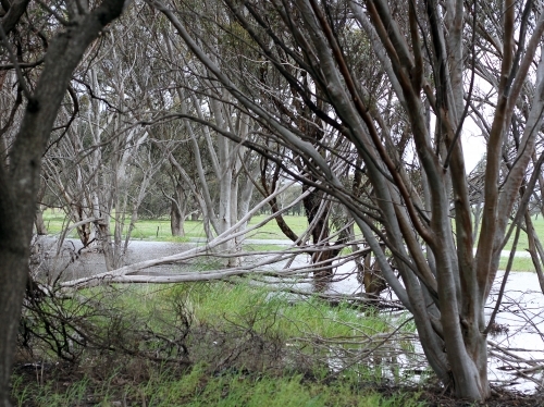 Gum trees and fallen tree beside flooded creek after rain
