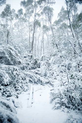 gum trees and plants in snow, vertical - Australian Stock Image