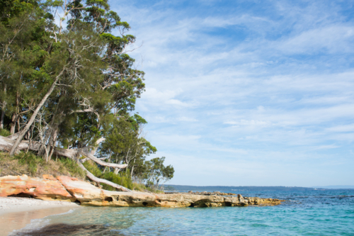 Gum trees and rocks at the ocean edge with blue sky - Australian Stock Image
