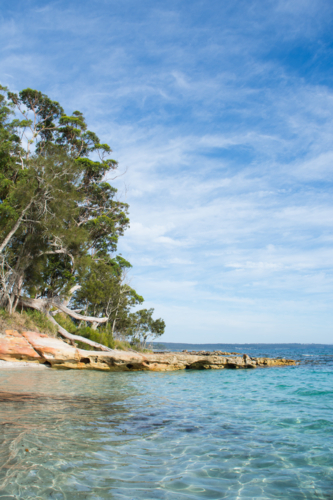 Gum trees and rocks at the ocean edge with blue sky - Australian Stock Image