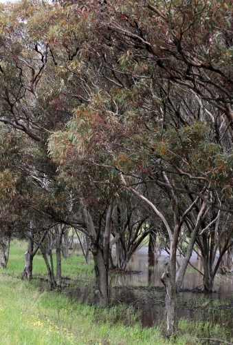 Gum trees and waterlogged lakeside after big rain