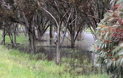 Gum trees beside flooded creek after a big rain - Australian Stock Image