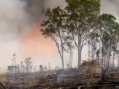 Gum trees in a burnt and smoky landscape - Australian Stock Image