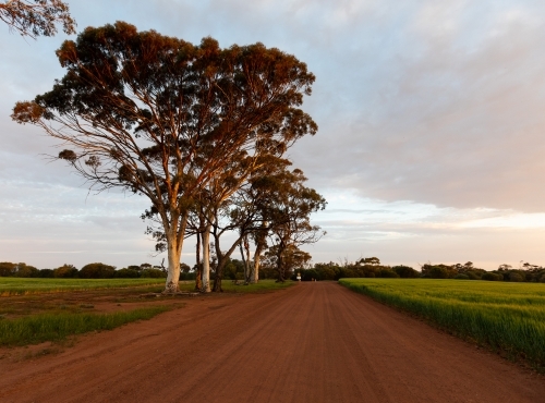gum trees in golden light beside gravel road through farm land - Australian Stock Image