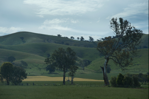 Gum trees in sheep paddock with rolling hills - Australian Stock Image