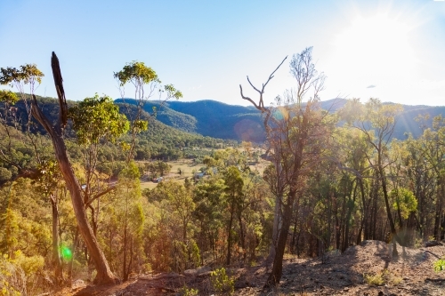 Gum trees on steep hillside in australian afternoon light - Australian Stock Image