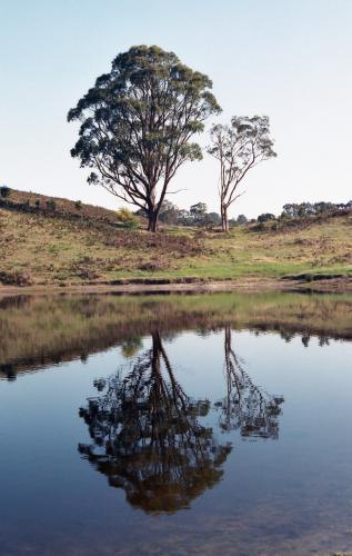 Gum trees reflected in a dam in the country side - Australian Stock Image