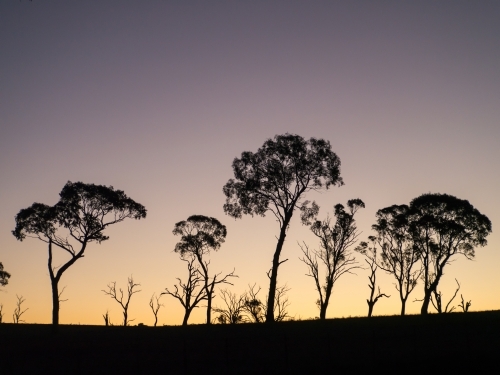 Gum trees silhouetted against a bright evening sky