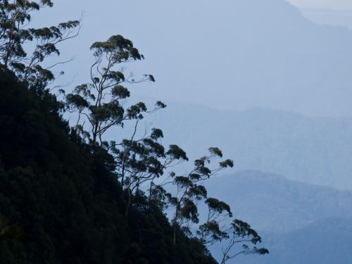 Gum trees silhouetted against a smokey background - Australian Stock Image
