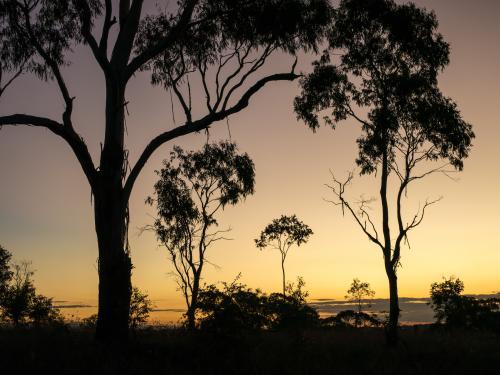Gum trees silhouetted against an orange sky after sunset - Australian Stock Image