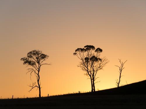 Gum trees silhouetted against dawn sky before sunrise - Australian Stock Image
