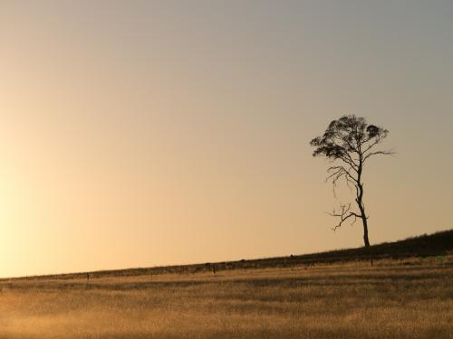 Gum trees silhouetted against dawn sky before sunrise - Australian Stock Image