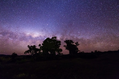 Gum trees silhouetted against starry night sky - Australian Stock Image