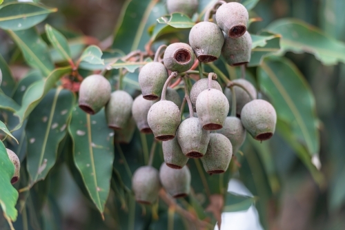 Gumnuts - Australian Stock Image