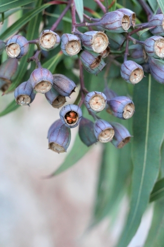 Gumnuts detail - Australian Stock Image