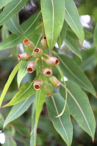Gumnuts on eucalypt tree - Australian Stock Image