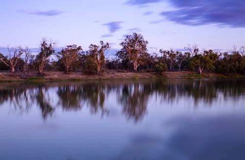 gums at dusk on banks of river - Australian Stock Image