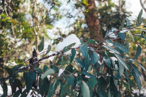 Gumtree branch covered in snow - Australian Stock Image