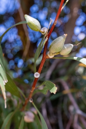 Hakea shrub detail - Australian Stock Image