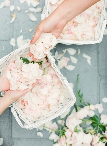 Hand Giving Rose Petals - Australian Stock Image