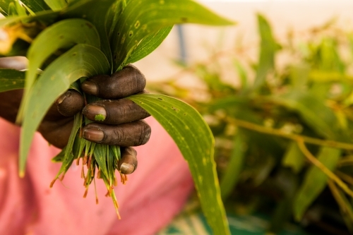 Hand holding a bunch of newly harvested leaves. - Australian Stock Image