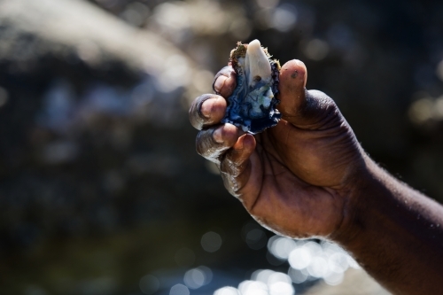 Hand holding a freshly caught oyster. - Australian Stock Image