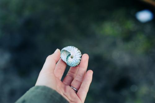 Hand holding a sea shell