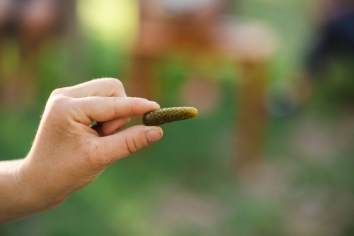 Hand holding a tiny pickle with green blurred background - Australian Stock Image