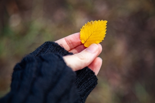 Hand in finger-less gloves holding tiny yellow autumn leaf
