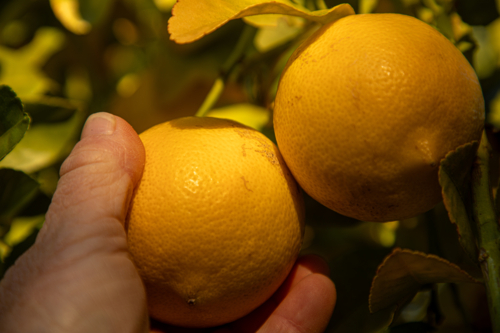 Hand picking a lemon - Australian Stock Image