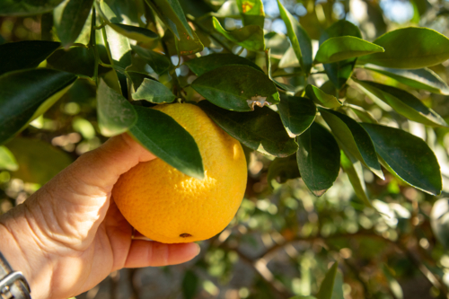 Hand picking a navel orange - Australian Stock Image