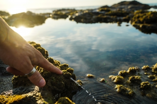 Hand pushing water out of squishy sea algae - Australian Stock Image