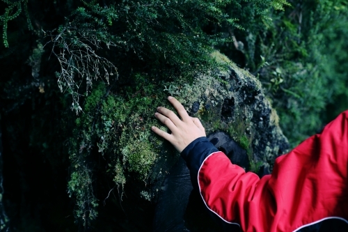 Hand touching moss on a rock face - Australian Stock Image