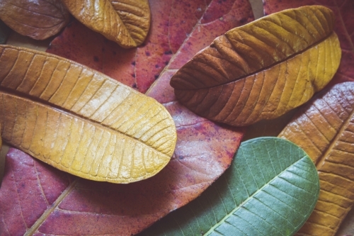 Handmade Paper Mache Autumn leaves - Australian Stock Image