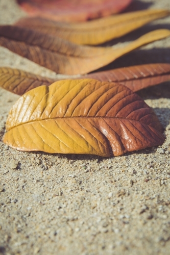 Handmade Paper Mache Autumn leaves - Australian Stock Image