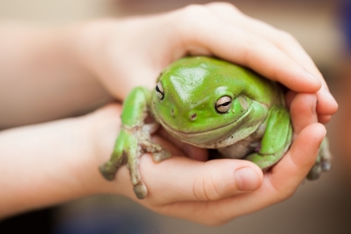 Hands holding a green tree frog - Australian Stock Image