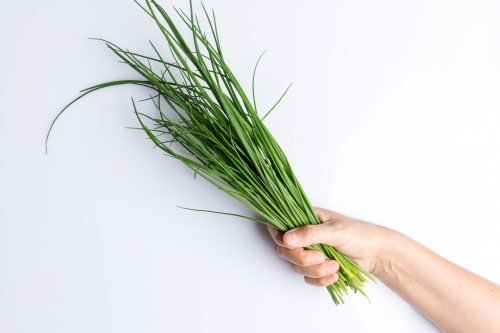 Hands holding bunch of chives isolated on white - Australian Stock Image
