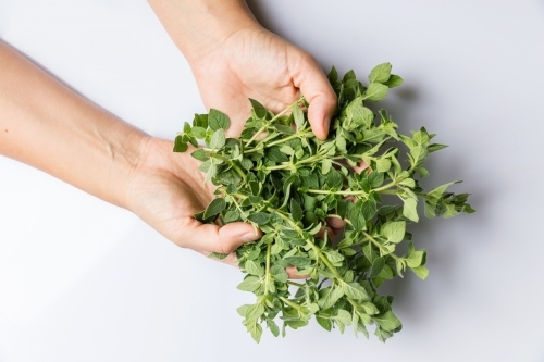 hands holding bunch of oregano isolated on white