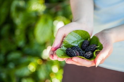 Hands holding mulberry leaf and fresh picked mulberries - Australian Stock Image