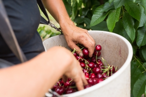 Hands of a female seasonal with freshly picked cherries in a bucket