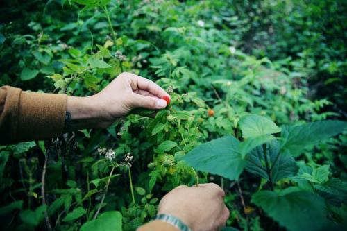 Hands Picking Berries